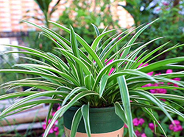 教您冬季为爱家添绿意