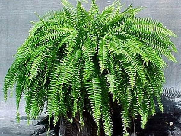 绿化养护服务等级取费标准（参考）