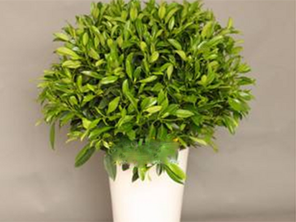 室内花草养护技巧常识