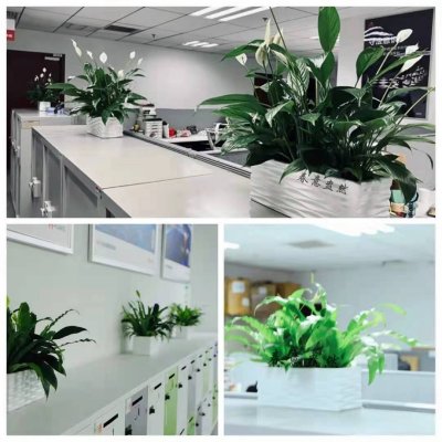 办公室小绿植组合
