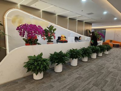 室内绿植租摆业务