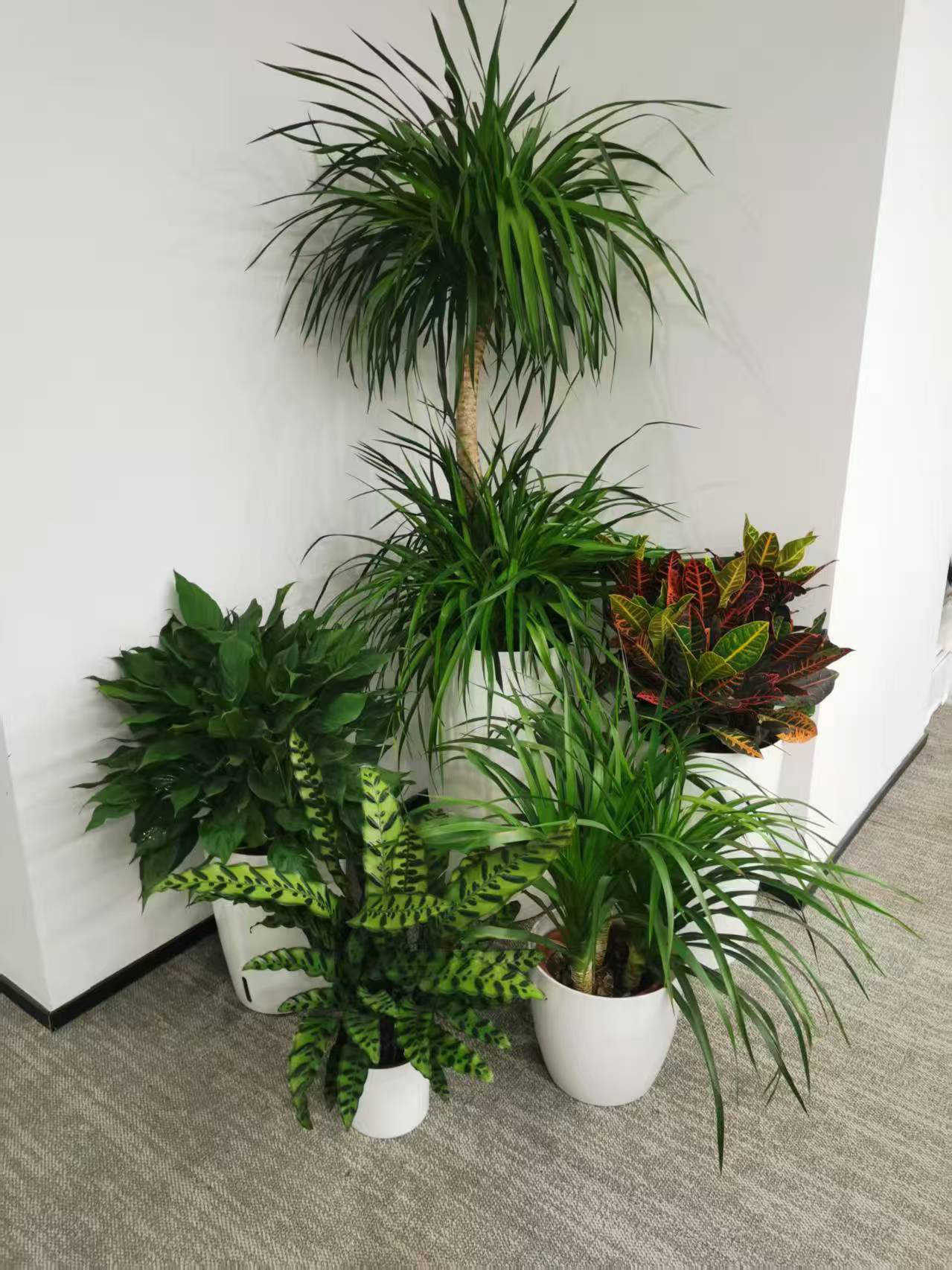 绿植组合案例