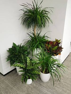 绿植组合案例